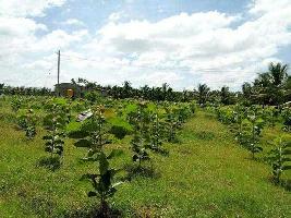  Agricultural Land for Sale in Kunigal, Tumkur