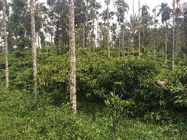  Residential Plot for Sale in Ambalavayal, Wayanad