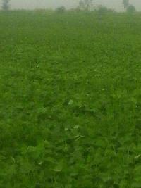  Agricultural Land for Sale in Kolaras, Shivpuri