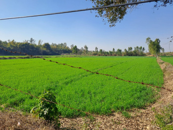  Agricultural Land for Sale in Jaikisan Wadi, Jalgaon