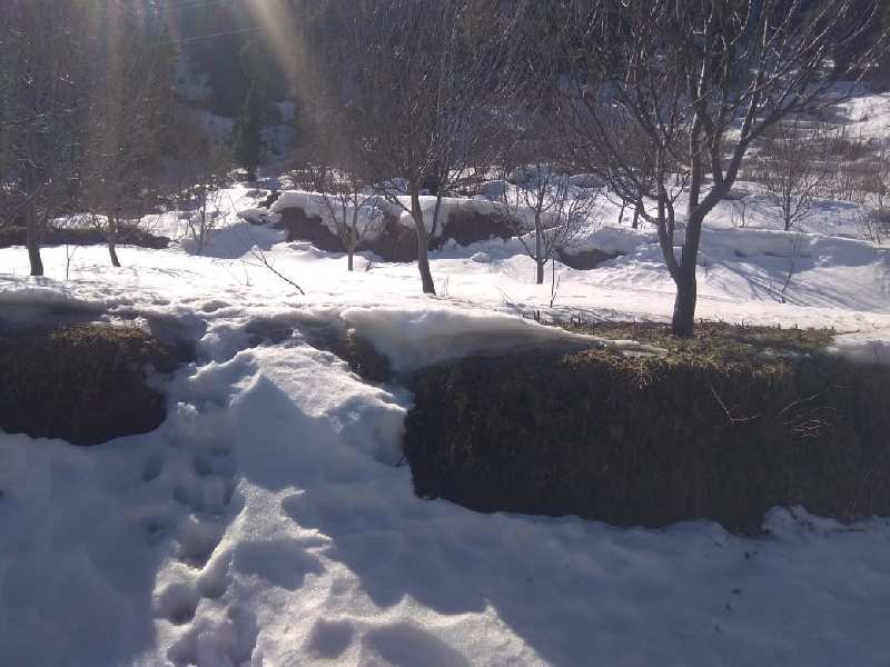 Kufri, Shimla photo 4