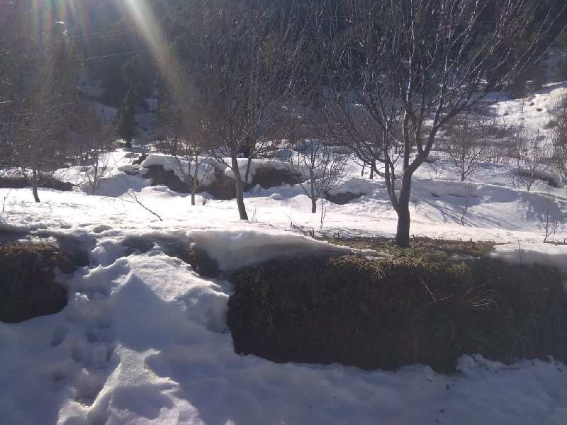 Kufri, Shimla photo 5