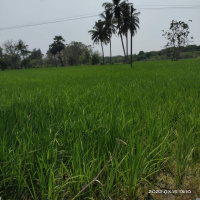  Residential Plot for Sale in Padavedu, Tiruvannamalai