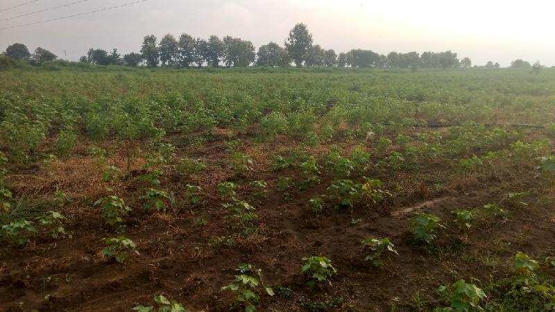 Agricultural Land 62 Ares for Sale in Warora, Chandrapur