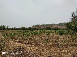  Agricultural Land for Sale in Alibag, Raigad