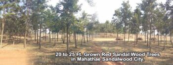  Residential Plot for Sale in Shadnagar, Hyderabad