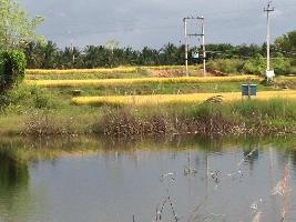  Agricultural Land for Sale in Mayasandra, Tumkur