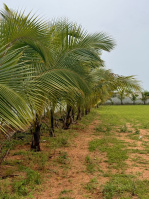  Residential Plot for Sale in Bhongir, Yadadri Bhuvanagiri