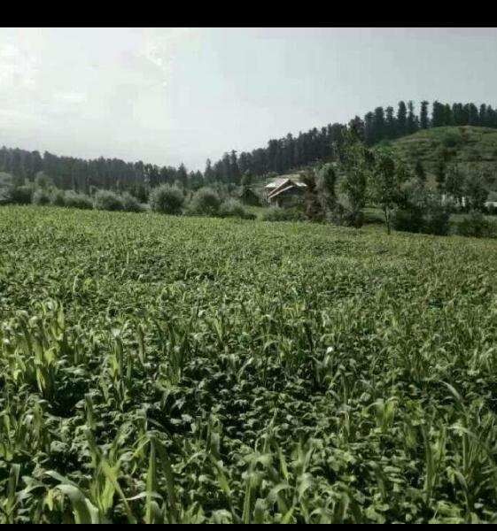  54400 Sq.ft. Residential Plot for Sale in Khan Sahib, Badgam