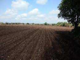  Residential Plot for Sale in Chhatabar, Bhubaneswar