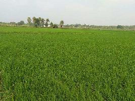  Agricultural Land for Sale in Poondi, Thiruvarur