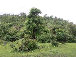  Agricultural Land for Sale in Vikramgad, Thane