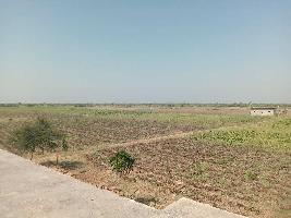  Agricultural Land for Sale in Dhrangadhra, Surendranagar