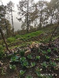  Agricultural Land for Sale in Mussoorie Road, Dehradun
