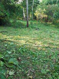  Agricultural Land for Sale in Velanthavalam, Palakkad