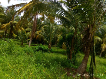  Agricultural Land for Sale in Pathirippala, Palakkad