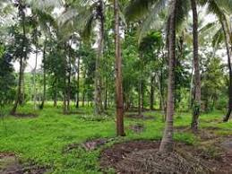  Agricultural Land for Sale in Chittur, Palakkad