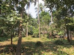  Residential Plot for Sale in Thenkurissi, Palakkad