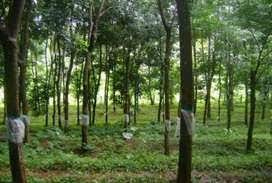  Agricultural Land for Sale in Pathirippala, Palakkad