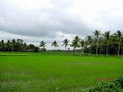  Agricultural Land for Sale in Kollengode, Palakkad