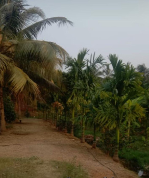  Agricultural Land for Sale in Peruvemba, Palakkad