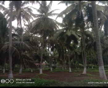  Agricultural Land for Sale in Velanthavalam, Palakkad