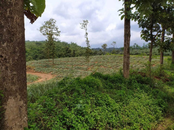  Agricultural Land for Sale in Vadakkencherry, Palakkad