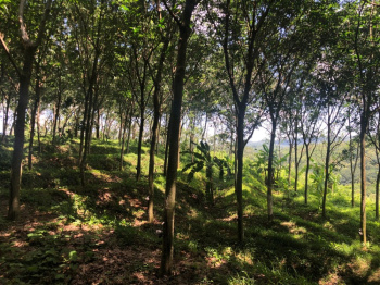  Residential Plot for Sale in Ottapalam, Palakkad