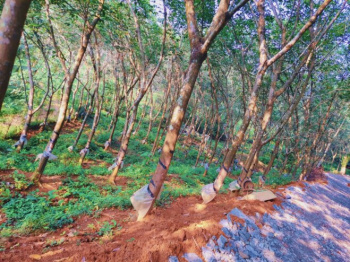  Residential Plot for Sale in Kongad, Palakkad