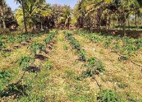  Agricultural Land for Sale in indavalu, Mandya, Mandya