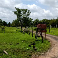  Agricultural Land for Sale in Marunji, Pune