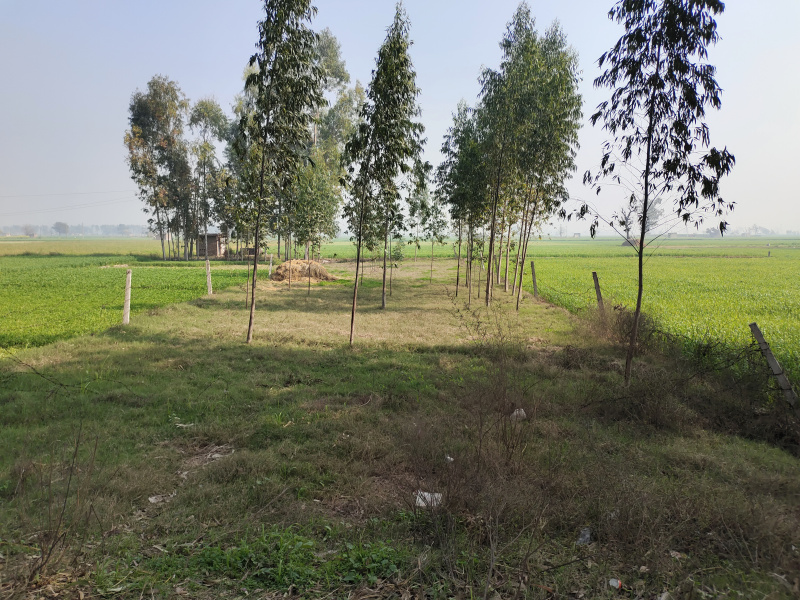  Industrial Land 750 Sq. Yards for Sale in Barwala, Panchkula