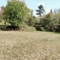  Agricultural Land for Sale in Naldehra, Shimla