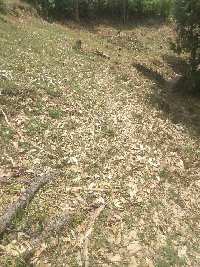  Commercial Land for Sale in Chail, Shimla