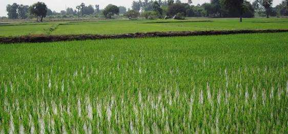 Agricultural Land 5 Bigha for Sale in Jewar, Gautam Buddha Nagar
