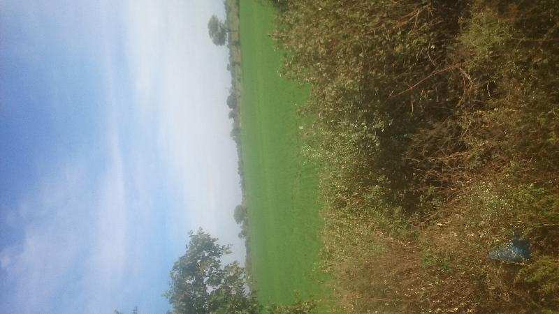 Agricultural Land 12 Acre for Sale in Itarsi, Hoshangabad