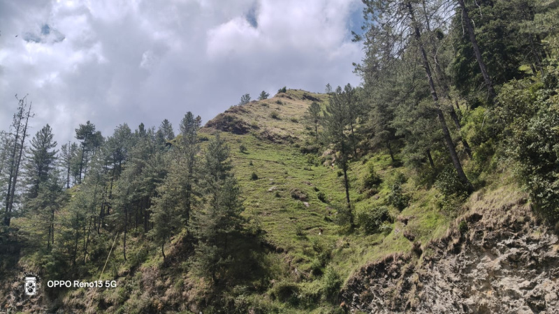  Agricultural Land 30 Bigha for Sale in Theog, Shimla