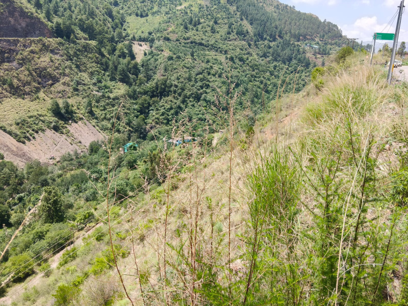  Agricultural Land 8 Bigha for Sale in Theog, Shimla