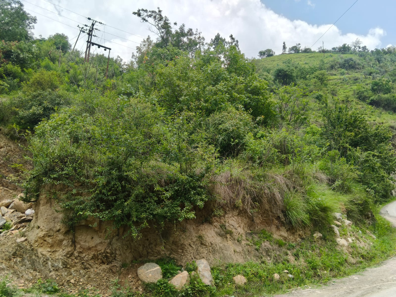  Agricultural Land 5 Bigha for Sale in Chhaila, Shimla