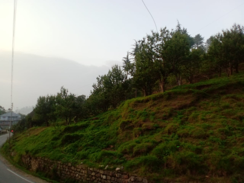  Agricultural Land 10 Bigha for Sale in Narkand, Shimla