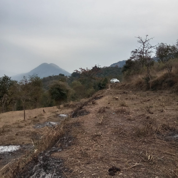  Agricultural Land 84 Biswa for Sale in Sunni, Shimla