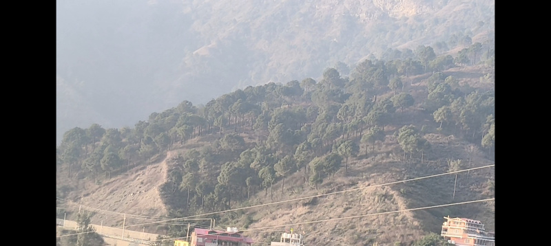  120 Bigha Agricultural/Farm Land for Sale in Kandaghat, Solan