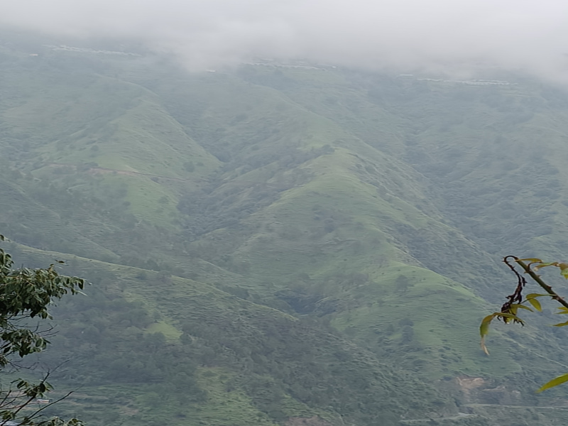  250 Bigha Commercial Land for Sale in Chail, Shimla