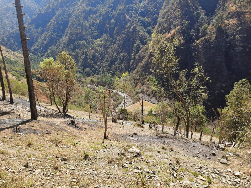  20 Bigha Agricultural/Farm Land for Sale in Naldehra, Shimla