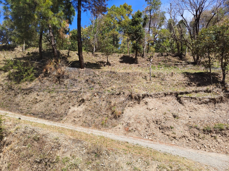  20 Bigha Agricultural/Farm Land for Sale in Naldehra, Shimla