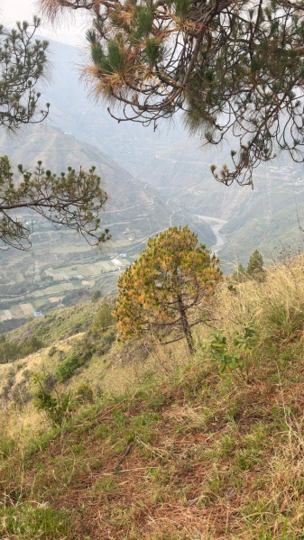 Rajgarh Road, Solan photo 4