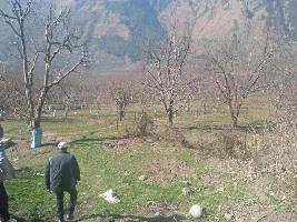  Agricultural Land for Sale in Naggar Road, Manali