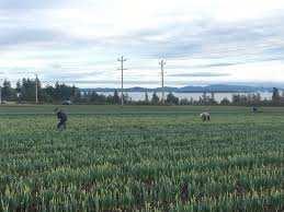  Agricultural Land for Sale in BUGHI PURA, Moga, Moga