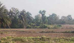  Agricultural Land for Sale in Amtala, South 24 Parganas
