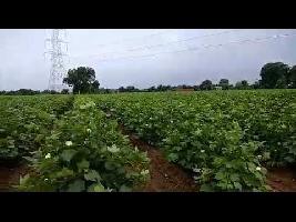  Agricultural Land for Sale in Dudhrej, Surendranagar